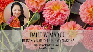 Dalie w marcu. Budzę karpy dalii i sieję dalie  z nasion.