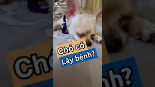 Chó có lây bệnh sang người hay không??? #pets #golden #bullphap #nuoithucung #chihuahua