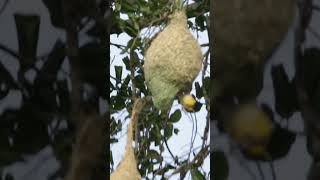 Baya weaver birds in Sri Lanka #shorts #birds