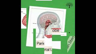 🧠  The Brain - 6 Parts - The Mnemonic Tree