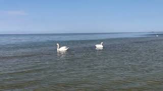 Graceful Swans in the Baltic Sea | Serene Scenes from Liepaja Seaside