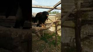 Harris hawk