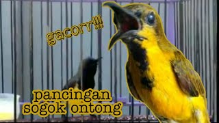 pancingan sogok ontong wiceh kolibri