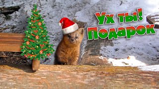 Соболёк на ёлке/Sable and Christmas tree