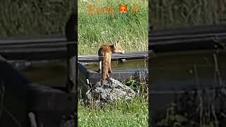 Fox drinking in the cow bassin / Renard buvant dans l’abreuvoir #wildlife #suisse #fox #renard