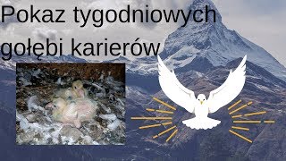 Gołąbkowo #19 - Pokaz tygodniowych gołębi karierów