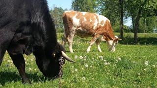 Mlode krowy i jalowka cielna na pastwisku