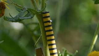 Fake caterpillars test birds’ avoidance learning / Curr. Biol., Oct. 7, 2021 (Vol. 31, Issue 23)