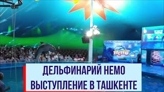 Дельфинарий НЕМО Представление в Ташкенте