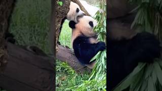 #熊猫 #panda 小五想当Tony，又被妈揍哭了哈哈 🥹🥹