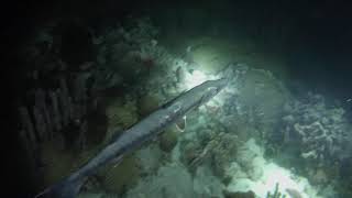 Barracuda by night at Harbour reef, Aruba