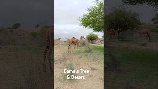 Camels Trees & Desert #ytshorts #camel #camellove #camelfarm #shorts #camellife #camelinthedesert