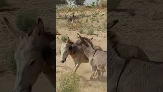 Donkey relationship  #ytshortsvideo #donkeyfarm #animals  #funnyanimal #funny #funnydonkey