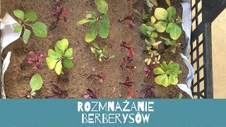 Rozmnażanie berberysów cz 1