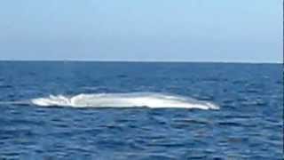 Blue whale on the Pacific