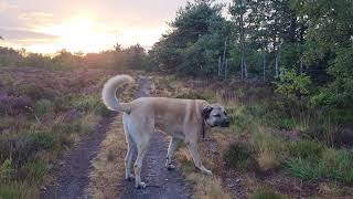 Aslan's evening walk 😊 We are not very entertaining 😅