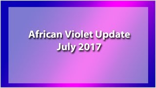 African Violet Update for July 2017