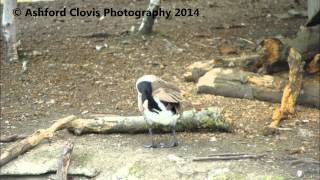 Goose waterproofing