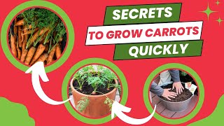 How To Grow Carrots In Pots At Home - Gardener's Secret Tips