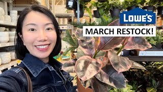 Lowe’s March New Shipment: I Found the CHEAPEST Ficus Elastica Ruby!