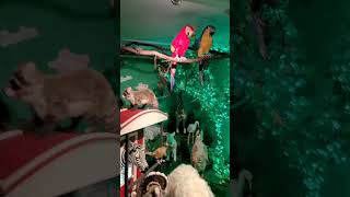 Bunch Of Weird Animatronic Animals With Kids Singing Badly Over It Strange Store Display Attraction