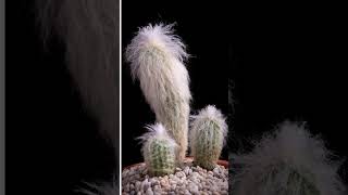 Old Man Cactus  A Care Guide #houseplants #succulents