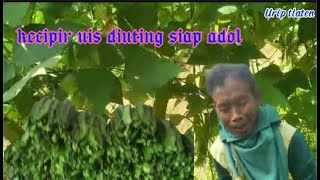 Panen sayur kecipir di kebun siwo/uwa sayurnya mantep buat bikin pecel, hidup di desa,usaha desa