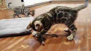 Бенгальские котята Утренняя суета. #bengalcat