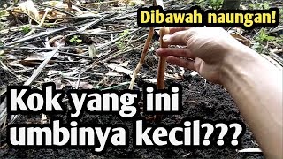 PANEN PORANG DIBAWAH POHON BAMBU!!