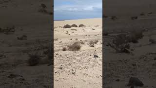 FUERTEVENTURA  No 2