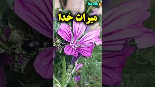 فرزند صالح/میراث  خدا فرزند شایسته ای است که برای او آمرزش طلب کنه #shorts