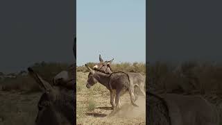 Sad expression of my donkey  #ytshortsvideo #donkey #donkeyfarm #ytshorts #cuteanimals