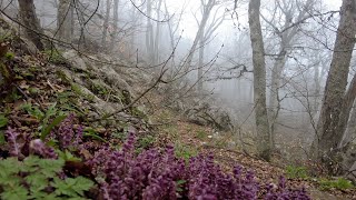 Крым. Подъём на Ай-Петри: водопад Учан-су и черепашье озеро. Крымские ёжики в тумане.