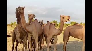 Beautiful Camels herds       قطيع الجمل الجميل            #Camel #camellife #animals #nature