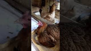 Chicken house with feeding area and a sleeping/bedroom area.