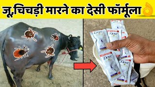 गाय/भैंस में जूॅ ,चिचडी,कलनी का देसी ईलाज|Ju,chichdi ka desi|How to remove ticks from cow/buffalo.