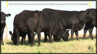 Trails End Ranch Bred Heifers