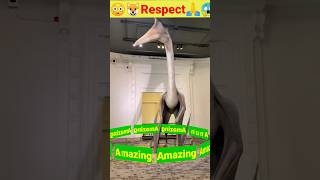 Top5#amazing #birds part2 #short #animalslover #shortsfeed #viral #youtubeshorts