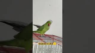 #youtubeshorts #viralvideo #viralshort #foryou #foryoupage #foryou #subscribemychannel #cutebird 🥰