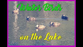 Water birds relaxing on the lake.