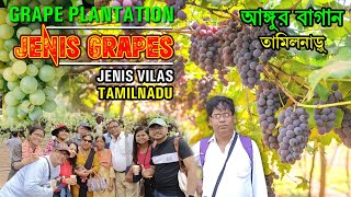 GRAPE PLANTATION I JENIS VILAS I আঙ্গুর খেত