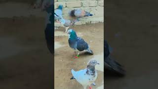 Mashallah my bast kabotar #lovely pig #pigeon tank like my video #kabootar #pigeonpigeon #pigeonshoK