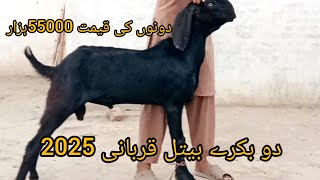 دو بکرا ایک کالا ڈبہ اور ایک کالا بیتل قربانی 2025 اور مناسب قیمت 55000 احمد اینیمل فارم 03045896486