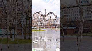 Giant spider caught on Google Earth 🌎 #shorts #ytshorts