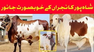 شاہ پور کانجراں مویشی منڈی کے خوبصورت جانور || Khanjeeoffcial