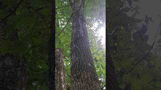 Final Snake in a tree video. Don't watch this if you're afraid of snakes.