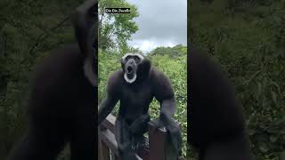 Bevda bandar | #youtubshorts #ytshort #wildlife  #animallover #trending #cuteanimals