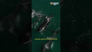 kenapa Paus Orca Jarang Menyerang Manusia di Alam Liar? #Paus #PausOrca #whale #fakta #viral #shorts