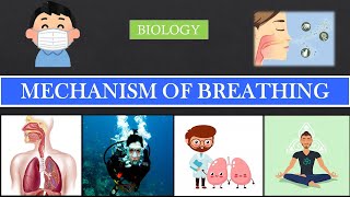 HOW THE LUNGS WORK ? | MECHANISM OF BREATHING | BIOLOGY TUTORIALS | NEET , MHT-CET