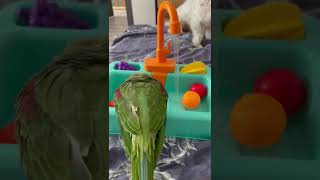 Александрийский попугай #birds #говорящийпопугай #parrot #animals #funny #pets #memes  #shorts